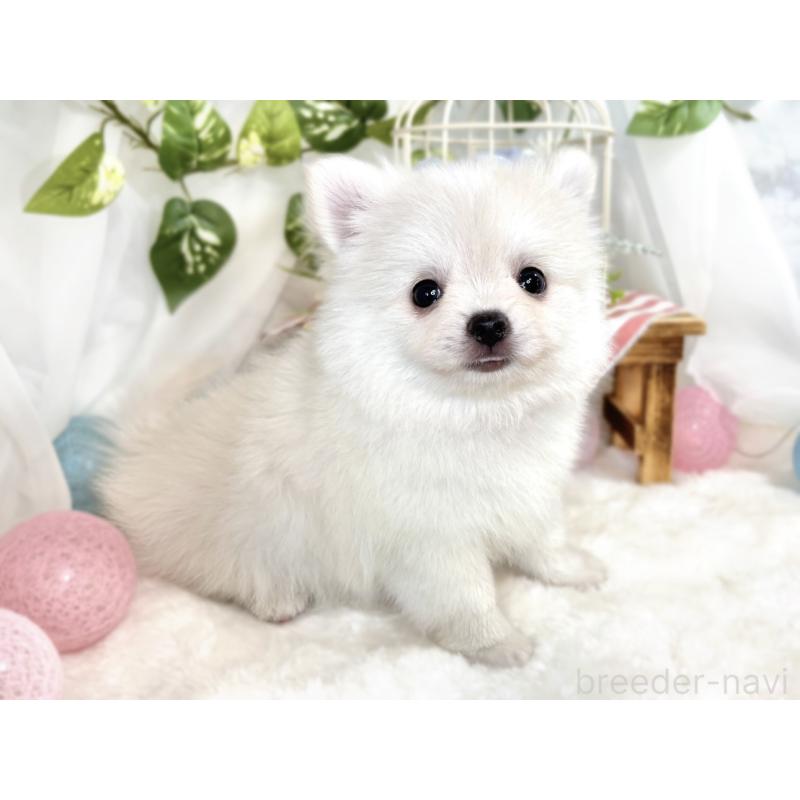 成約済の滋賀県のポメチワ:ポメラニアン×チワワ-408998の3枚目